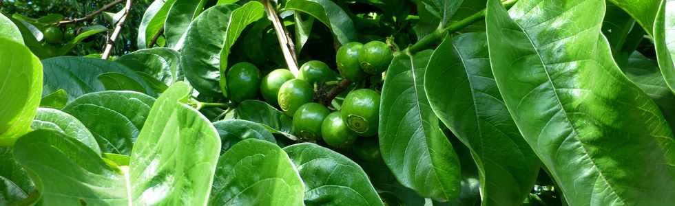 6 mars 2016 - St-Pierre - Pierrefonds - Bois d'Olives -Vavangues