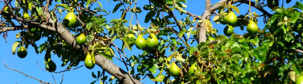 13 mars 2016 - St-Pierre - Chemin Boissy - Avocatier