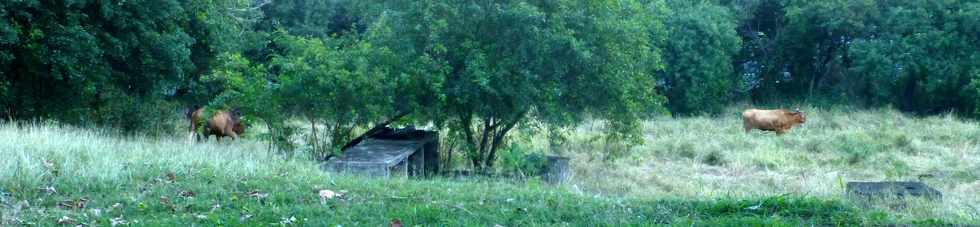 22 juin 2016 - St-Pierre - Joli Fond - Boeufs  la pture