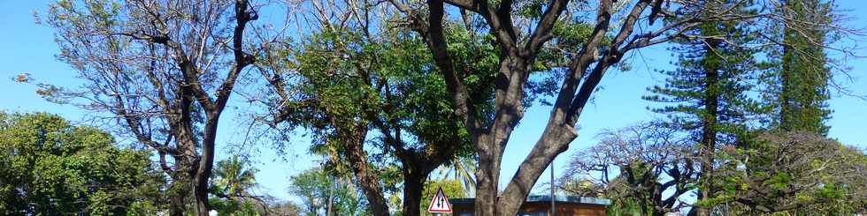 21 septembre 2016 - St-Pierre - Arbres mconnus