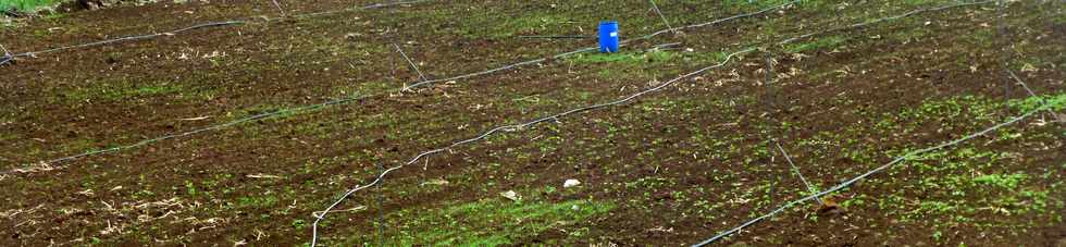 7 octobre 2016 - St-Pierre - Irrigation dans champ de canne