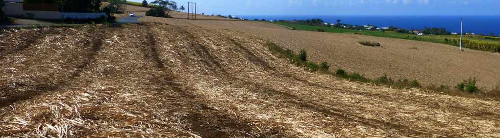19 octobre 2016 - St-Pierre - Chemin de Bassin Plat - Champs de cannes coupes -