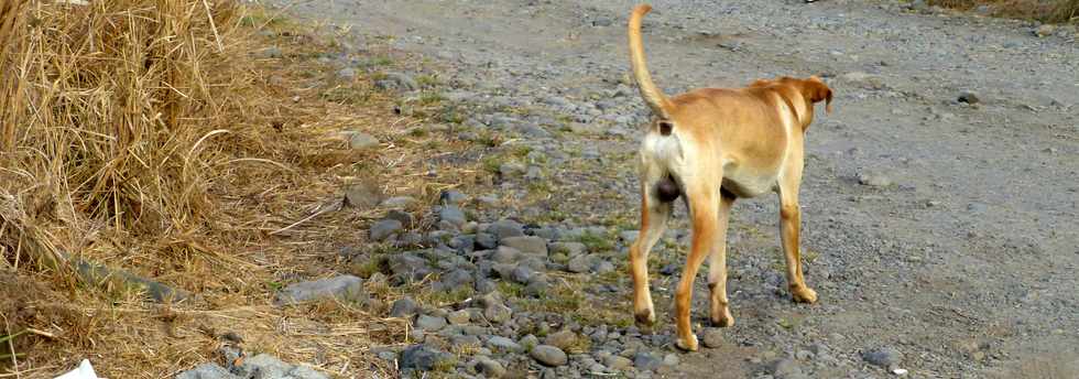 20 novembre 2016 - Saint-Louis - La Rivire - Chemin Piton - Chemin des Citrines - Divagation de chiens
