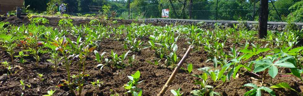 16 mars 2017 - St-Pierre - Bois d'Olives - Jardins partags - Pois de terre - Association Jeunesse Cambrai