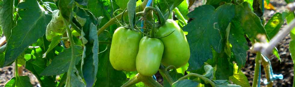 30 mars 2017 - St-Pierre - Bois d'Olives - ANRU - Jardins partags de l'Olivier - Inauguration