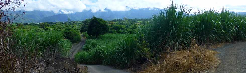 7 avril 2017 - St-Pierre - Ligne des Bambous -