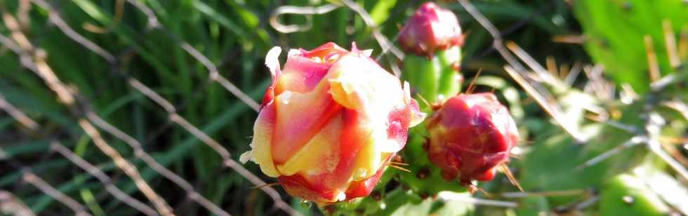 11 novembre 2018 - St-Pierre - Ligne Paradis - Fleur de cactus