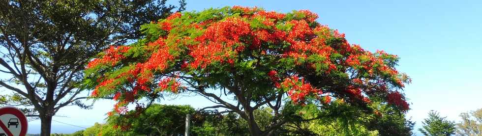 25 novembre 2018 - St-Pierre -  Voie cannire vers la Ligne des Bambous - Flamboyant en fleurs