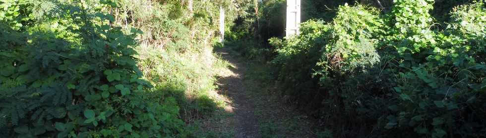 16 juin 2019 - St-Pierre - Bois d'Olives -  Sentier du canal St-Etienne
