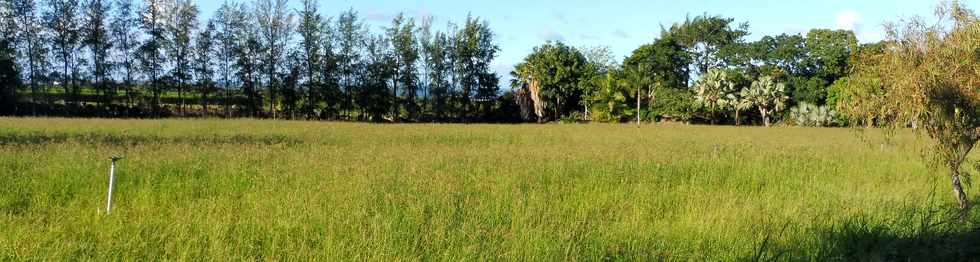 16 juin 2019 - St-Pierre - Pierrefonds -  Herbages